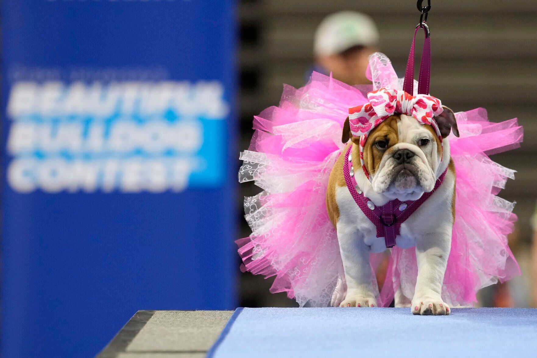 Beautiful Bulldogs
